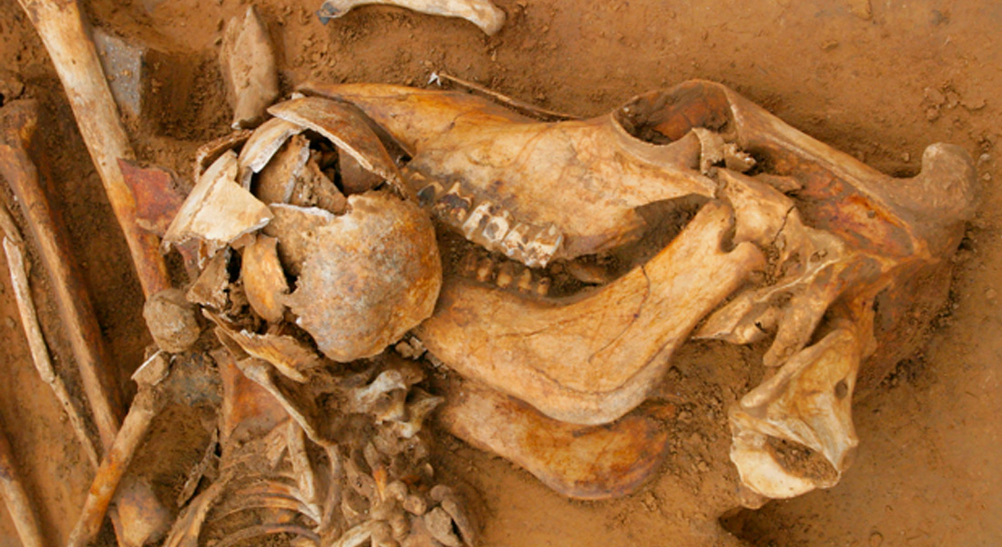 Bone findings at Cliff Ends Farm